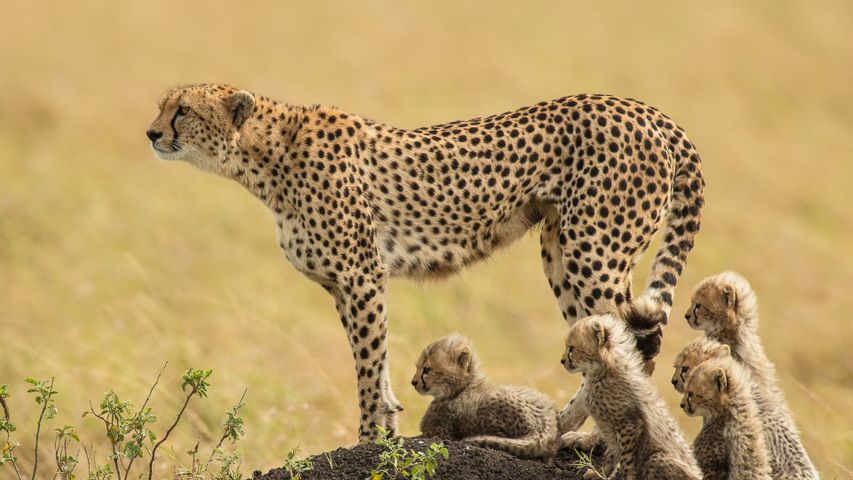 Plan a Kenyan Safari