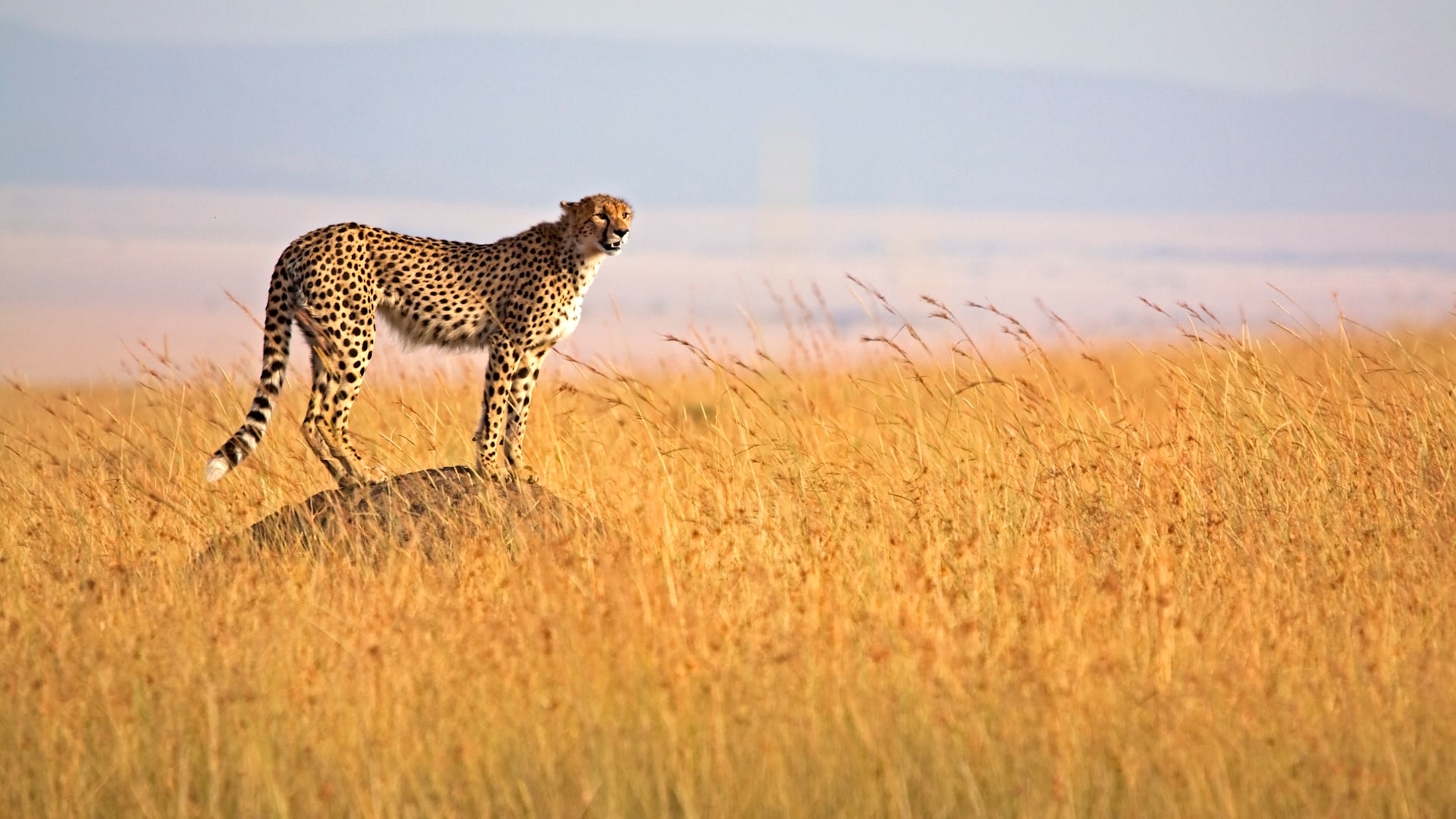 Tourism in Kenya